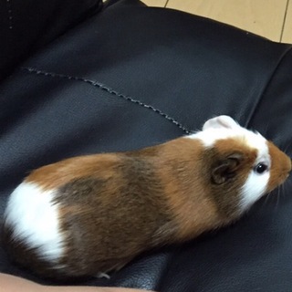 モルモットちゃん