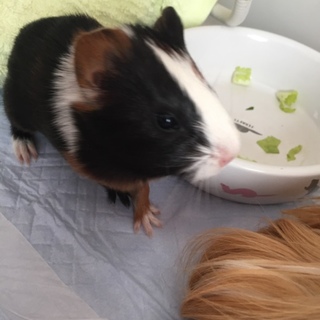 モルモットの赤ちゃん♂里親募集です