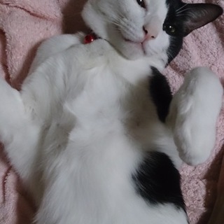 甘えん坊な一歳半の男の子です！