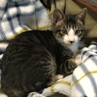 【旧】トムくん