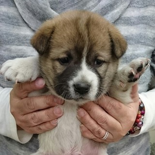 ☆ころころ可愛い白茶　子犬　男の子☆