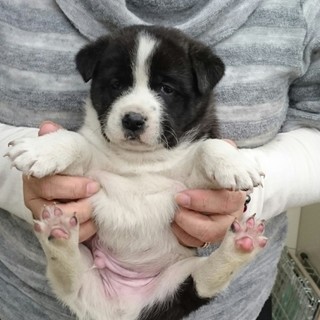 ☆ころころ可愛い黒白子犬　男の子☆