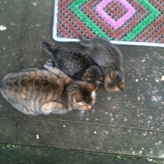 野良猫（親猫）の保護お願いします