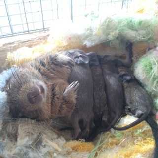 ベビーデグーの里親様募集  ありがとうございました