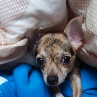 チワワ1歳半の里親募集します。