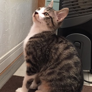 【旧】ジェリーちゃん