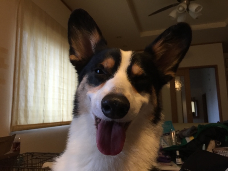 ココ