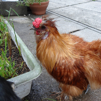 さつき（初代）