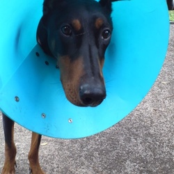 避妊手術してきました