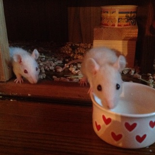 ファンシーラットの男の子2匹