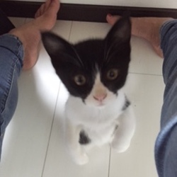 ねこさと～nyamuzucompany　里親会