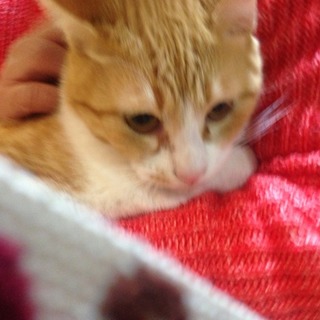 茶白のシャイな男の子