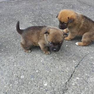 スーパーミックス犬