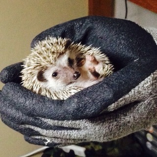 ハリネズミの里親を募集しています。