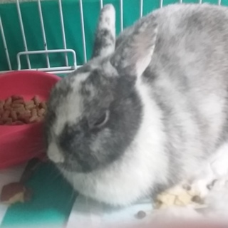 ミニウサギ2匹の里親さん募集しております。