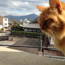 「霊峰 比叡山と猫」サムネイル1