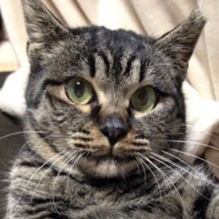 ぽっちゃり甘えた☆希林ちゃん