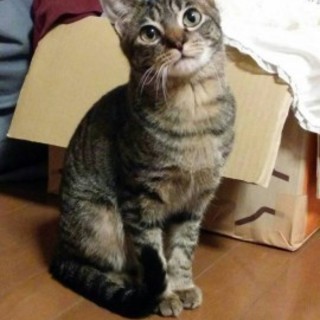 大きなまん丸お目めの可愛いおとこのコ