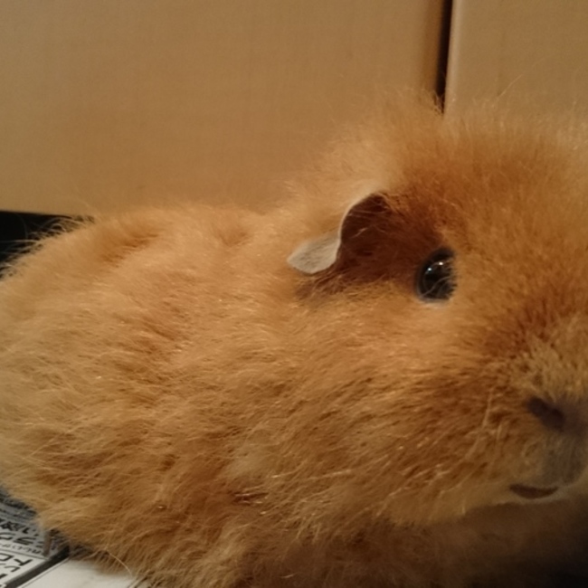 おきやのカバー写真