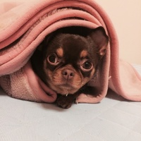 ハニー