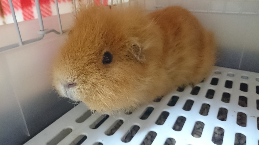 モルモット♂くんの里親募集です！ サムネイル2