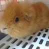 モルモット♂くんの里親募集です！ サムネイル2