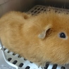 モルモット♂くんの里親募集です！ サムネイル3