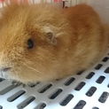 モルモット♂くんの里親募集です！