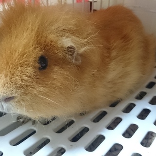 モルモット♂くんの里親募集です！