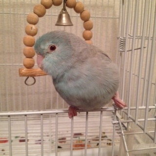 マメルリハアルビノBパイド引渡時期限定産卵経験あり