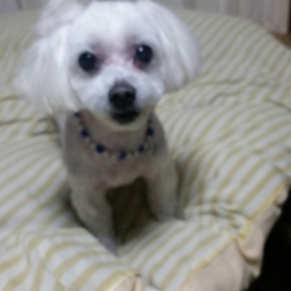 13才ですが、元気で甘えん坊な子です。