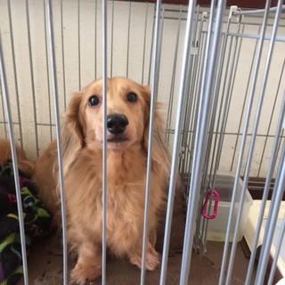 お願いします！