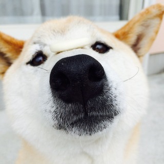 柴犬の里親募集しています