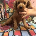 一時募集停止3〜5歳のトイプードル男の子