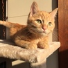 【船橋市】ヤンチャな茶トラの男の子 サムネイル4