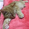 【船橋市】ヤンチャな茶トラの男の子 サムネイル5