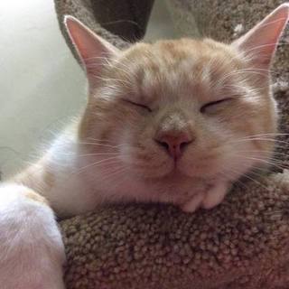 人馴れバツグン！甘えん坊な男の子【しろ♂】