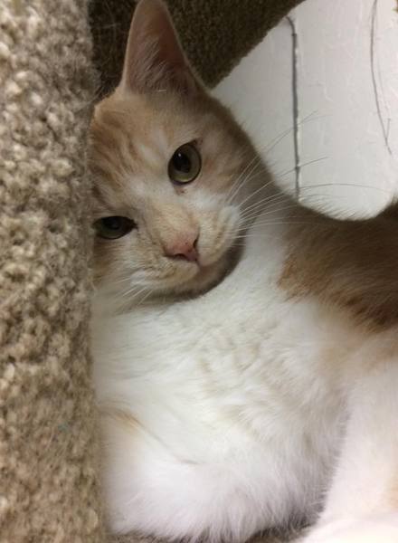 人馴れバツグン！甘えん坊な男の子【しろ♂】 サムネイル2