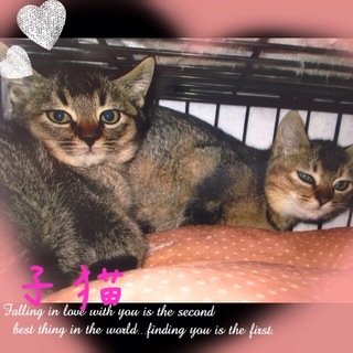 一時募集停止中。