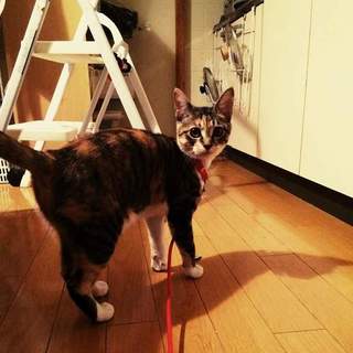 ナナちゃんの娘のマリちゃん