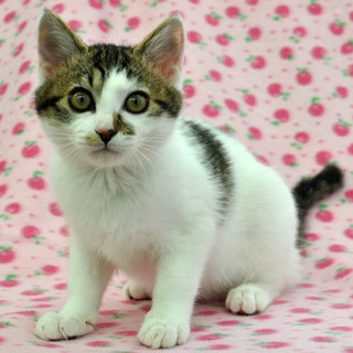 とっても愛らしいこのみちゃん