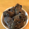 デグ丼(^o^)