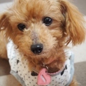 トイプーあみちゃん♪家族ができました♪