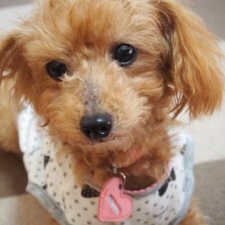トイプーあみちゃん♪家族ができました♪