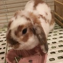 2歳1ヶ月のロップイヤーの里親を募集しています。