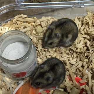 ジャンガリアンハムスターの里親様募集