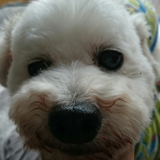 【募集一時停止】繁殖場からレスキュー！トイプ男の子