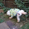 【募集一時停止】繁殖場からレスキュー！トイプ男の子 サムネイル6