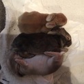 うさぎ里親募集 子うさぎ〜大人うさぎまで