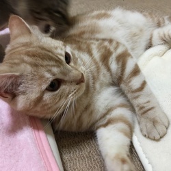 プロレスごっこと殺し合いの境界線